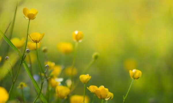 Flores amarillas - Imagen 2